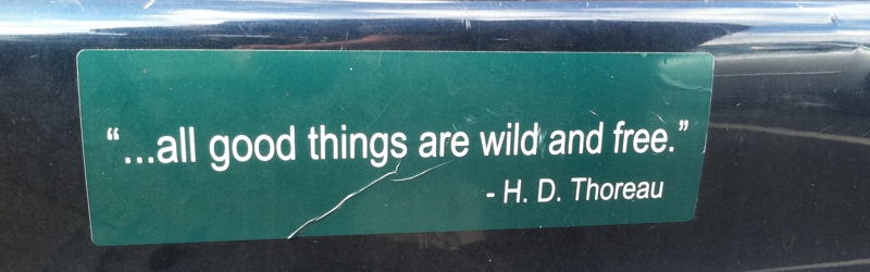 wild and free thoreau bumper sticker